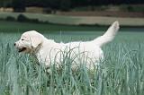 GOLDEN RETRIEVER 678